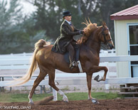 Saddlebred